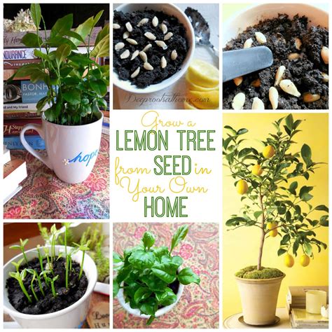 Grow lemon tree from seed. Things To Know About Grow lemon tree from seed. 